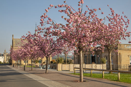 Barnstaple Cherry Blossom