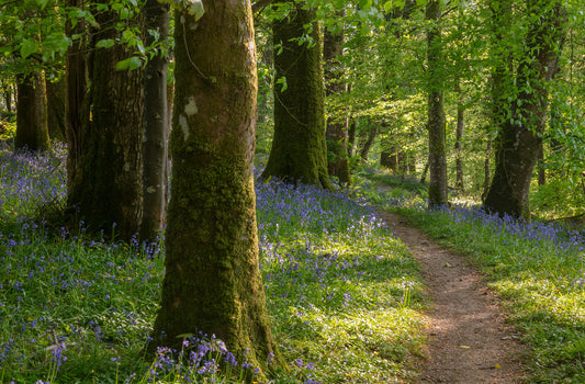 Arlington Court Bluebells