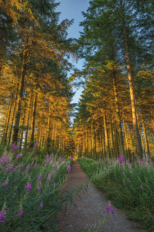 Wistlandpound Reservoir Path