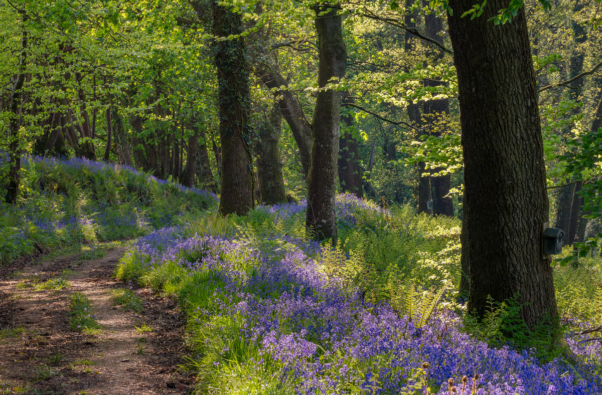 Arlington Court Bluebells