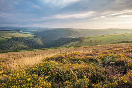 Above Watersmeet Heather