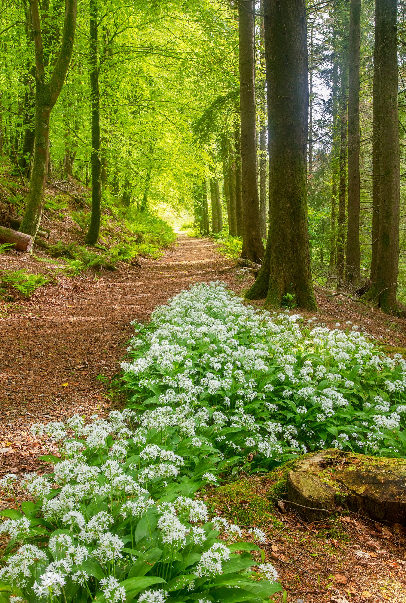 Arlington Wild Garlic