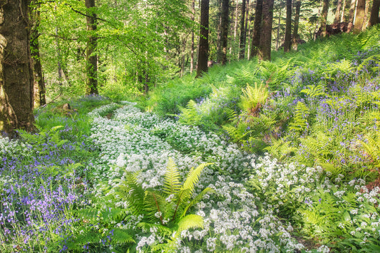 Arlington Wild Flowers