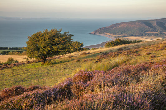 Above Porlock Heather