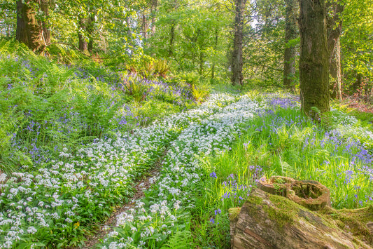 Arlington Wild Flowers