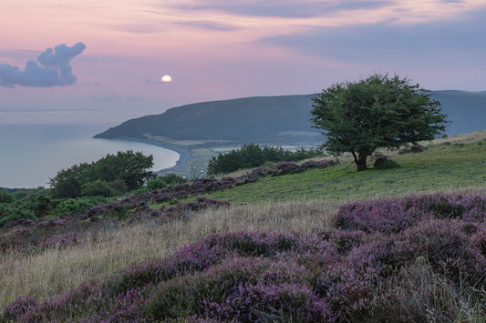 Above Porlock Heather Sunrise