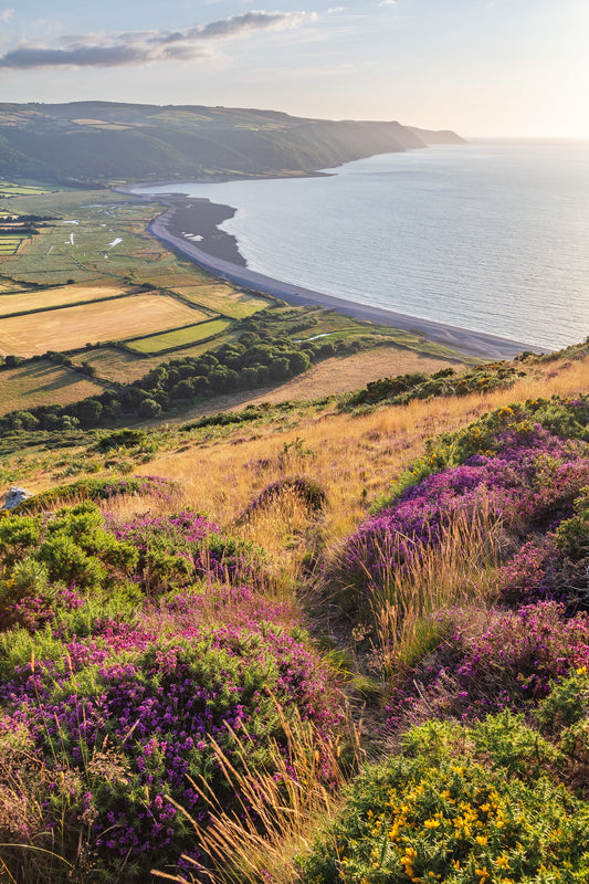 Bossington Hill Heather