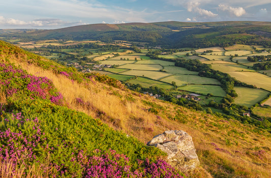 Bossington Hill Heather