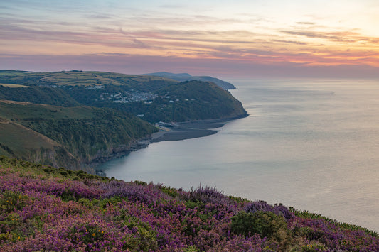 Lynmouth Heather
