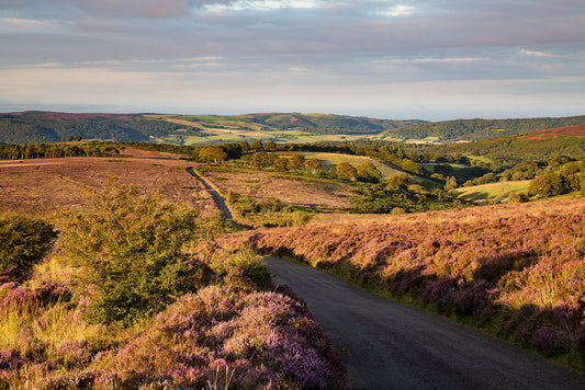 Heather near Dunkery Beacon