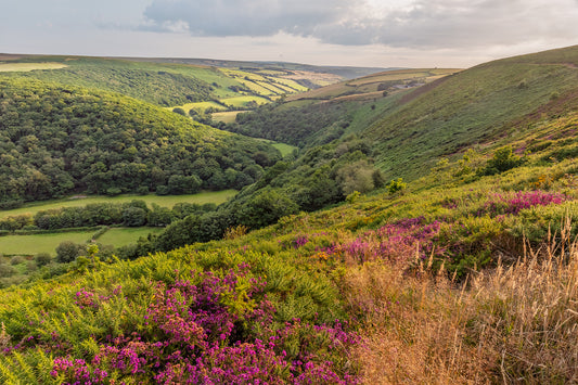 County Gate Heather