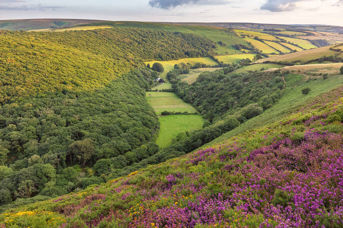 County Gate Heather