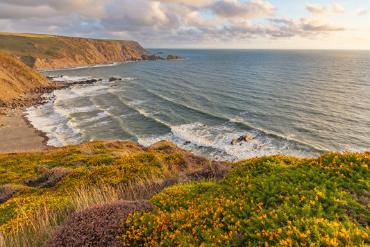 Welcombe Beach Summer Flowers