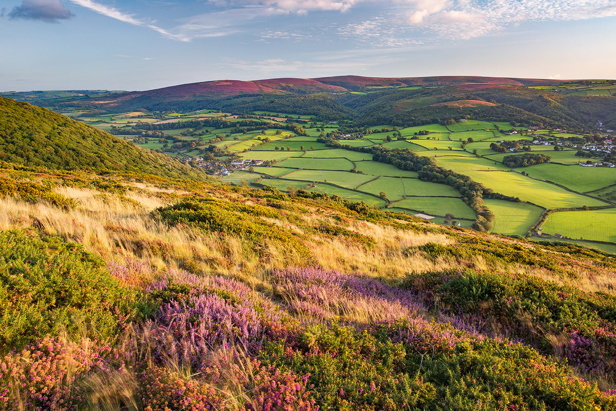 Kift Bossington Hill Heather Landscape – Richard Kift Photography