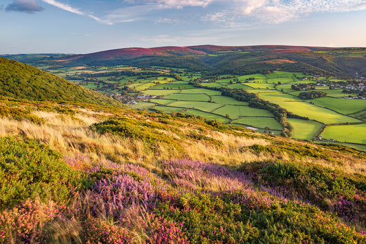 Bossington Hill Heather Landscape