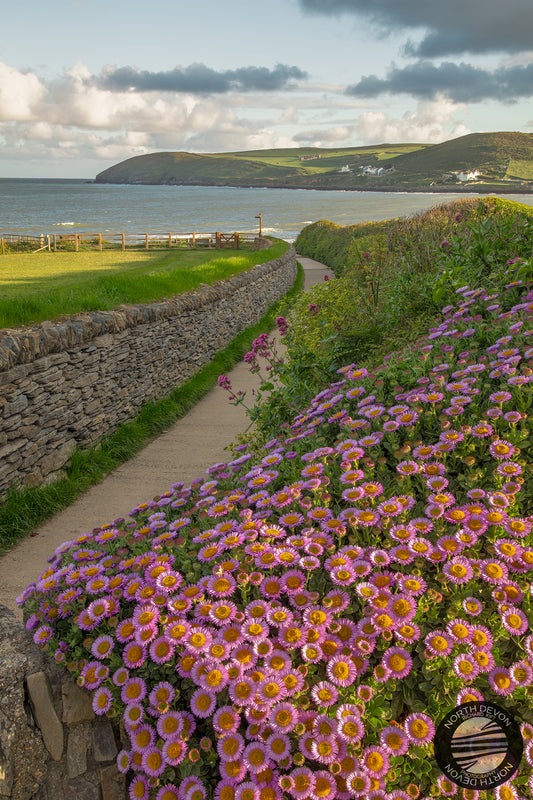Croyde Beach Flowers