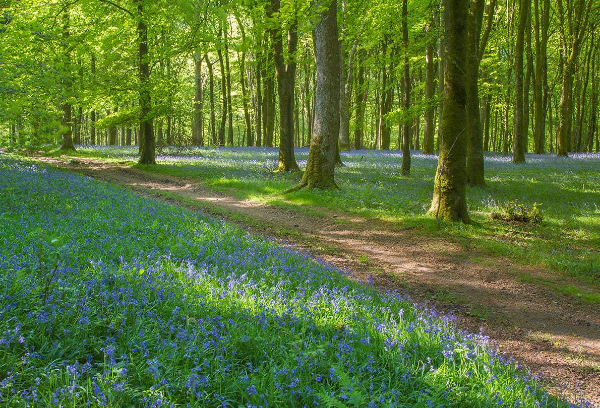 Barton Wood Bluebells