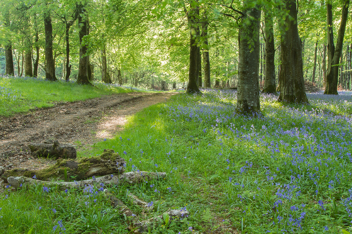 Barton Wood Bluebells